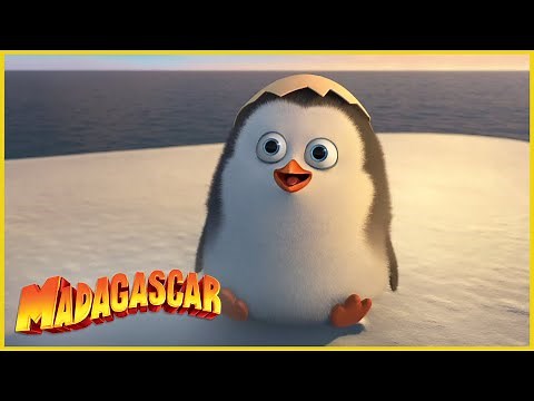 Madagascar en Español Latino | La Mascota Adorable | Los Pingüinos de Madagascar | Dibujos Animado
