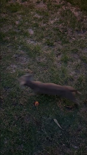 Bunny Hopping Dachshund || ViralHog
