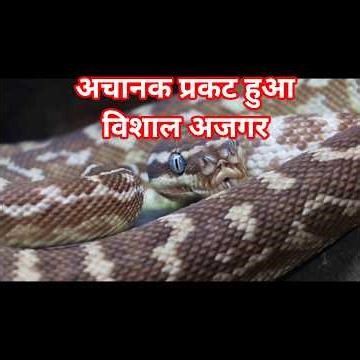 The Giant Python Has Emerged#youtubeshortfeed#viral Short