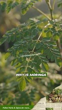 Why Moringa Is Called the Miracle Tree | Incredible Benefits and Uses #moringabenefits #moringatea
