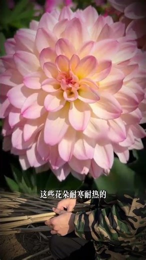 Discover the Beauty of Diverse Mixed Flower Arrangements