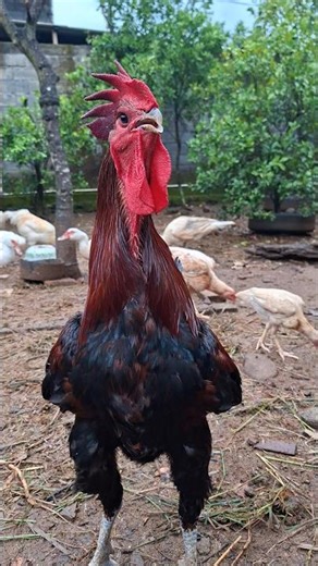 Funny rooster crowing sound effect #rooster #chicken #birds