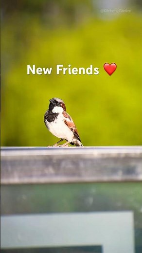 Keep some water and food | World Sparrow Day #shorts #sparrows