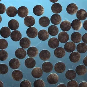 107K views · 500 reactions | Watch Frog Eggs Turn into Tadpoles in...