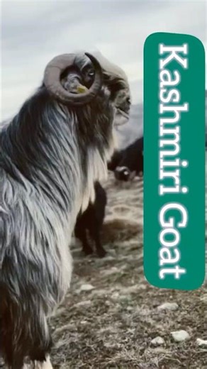 Rare Kashmiri Goat Breed | Soft Wool & Stunning Looks