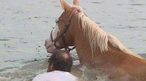 (KSHB/NBC News) The breach Saturday of a levee near Levasy, Missouri sent the Missouri River flooding into the town and nearby farmland. Residents evacuated the town over the weekend, but on Monday, some returned to give a hand to stranded livestock. https://www.kget.com/national-news/horses-livestock-rescued-from-flood-waters/ | KGET - TV 17 Bakersfield