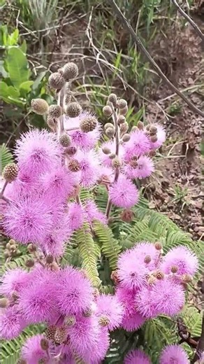 MIMOSA ALBOLANATA: A planta fascinante do Cerrado e da Caatinga