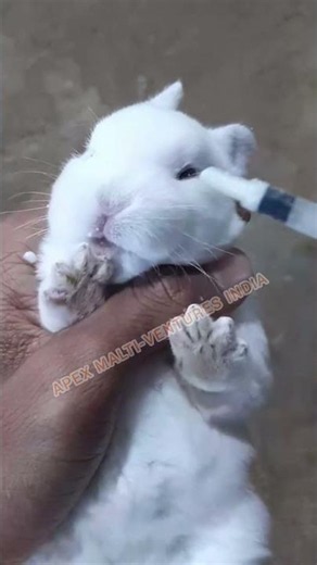 Here is how to feed milk to a baby rabbit.