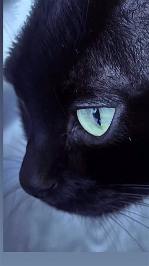 Sometimes, you don’t need words , just one soft gaze to remind you that peace still exists. Clarence bear carries whole galaxies in his eyes . A gentle ; gentle reminder to slow down, breathe, and believe in the quiet magic of love.✨💕🐈‍⬛🖤🙏✨ #BlackCatMagic #pawsitivity #blackcatsrule #catvideos #catsofinstagram #blackcatsofinstagram #gentlesoul | Anouk Pascale
