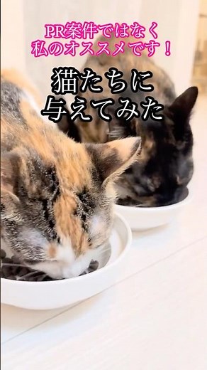 愛猫が健康で過ごせるために。気になっていたドライフードを購入✨