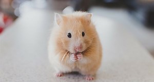 What is Hamster Wet Tail and Why Is It Serious?