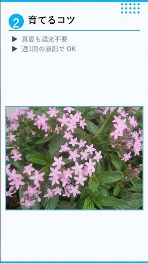 真夏のベランダを彩るペンタス #ペンタス #ガーデニング #夏の花 #ベランダガーデン #鉢花 #花の育て方 #真夏の花 #熱帯植物 #長く咲く花 #夏の庭 #半年咲く #丈夫な花 #ベランダ花壇