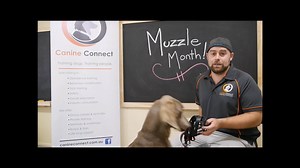 2K views · 56 reactions | ~*~ Muzzle Training - Part 1 - Conditioning...