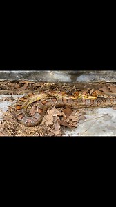 8.7K views · 134 reactions | I suspect that this beautiful corn snake I found under cover in Alabama had recently eaten the mice out that nest and then stayed there to digest. I absolutely love the way the vibrant orange turns into a grayish silver color halfway down its body. This specimen may just take the cake for the prettiest corn I've ever seen.  | Justin Doll | Facebook