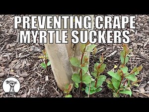 How To Prevent Crape Myrtle Suckers