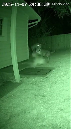 Unbelievable Night Attack: Tiger vs Dog — And a Cat Becomes the Hero!