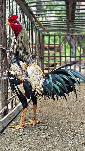 💚🖤 #ayampamaindonesia #ayampamaninjasamurai #penghobiayampama