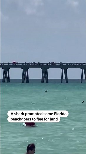 Shark spotted near swimmers at Florida beach
