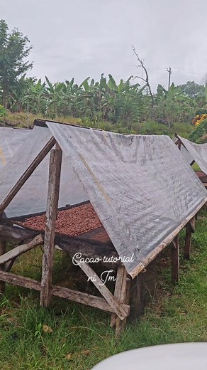 32K views · 643 reactions | Simple solar dryer #fyp #cacoa#farming #fyp#TopFans#fertilizer #followers#share #chocolate#post | CACAO tutorial ni JM | Facebook