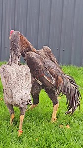 O shamos birds | SHAMO UK