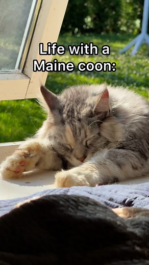 Say goodbye to your couches, vases, gaming chairs, monitors, wooden floors and much more! I now fully understand why landlords don't want pets in their rental appartments, maine coons truly are masters of destruction 😂 | Mainecoonqueens