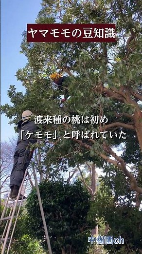 ヤマモモの豆知識＃植木屋＃ヤマモモ＃剪定＃豆知識