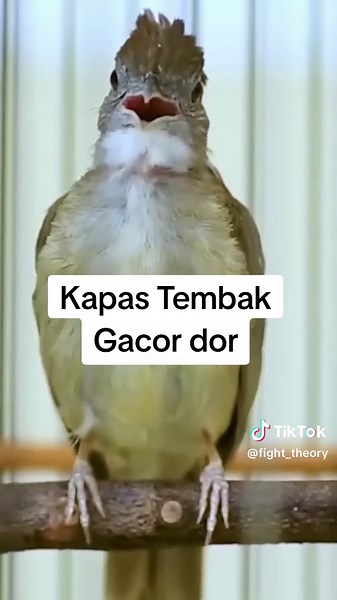 Kapas Tembak Gacor: Suara Terbaik untuk Masteran