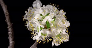 Time Lapse of White Flower Blossoms Blooming