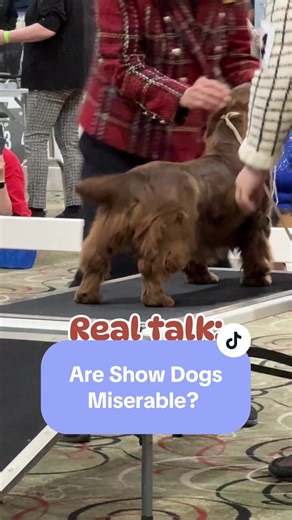 Everywhere dogs exist, there are humans missing what those dogs are trying to tell them. It’s a great case for the importance of EVERYONE learning to read canine body language— and learning to respect what their dogs tell them— not a reason to hate dog shows. Shoutout to this lil spaniel who had the time of his life in the ring, and this baby borzoi who was thrilled to get showered with attention ringside at the BPUP show ❤️ #dogshow #showdog #sussexspaniel #akc #dogsoftiktok