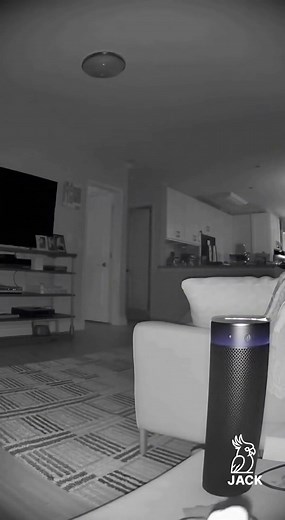 With the Jack, no one Sleeps 😊😊 #Cockatoo #jack #entertainment #happy 🎬 100% AI-generated video. ✨ Original story created for fun and family entertainment. 🎭 All scenes are fictional. 🎨 All videos include creative editing done by me. 🚫 No reuploads. No copyrighted material used. | Jackthecockatoo