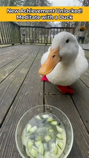 Mindful Duck Asmr #asmr | seducktive