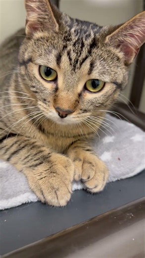 Jay - friendly POLY (extra toesies!) boy!