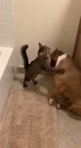 Pitbull Push Leads to Total Chaos #viral #trending #short