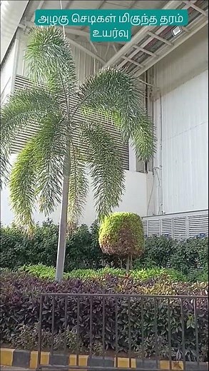 அழகுசெடிகள் மிகுந்த தரம் உயர்வு