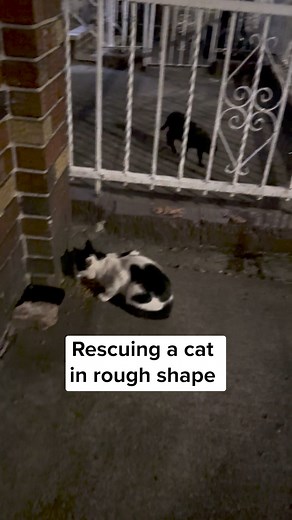 40K views · 1.8K reactions | Gold Zone started showing up at a...