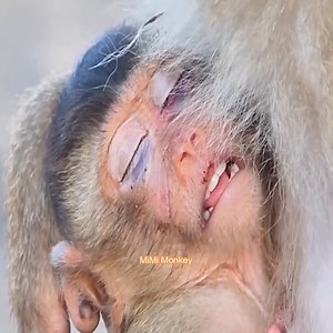 Life of a wild monkey family. Wild baby monkey in the forest. Why do baby monkeys have these wounds | MiMi Monkey