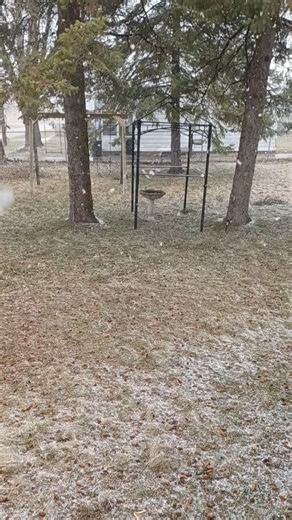 A Light and Fluffy Spring Snow in Michigan. March 2026. #city #nature #snowfall #trees