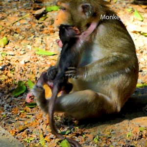 Monkey Anna drags pushing by holding his leg baby monkey Arian till seizure on the ground | Monkey Post