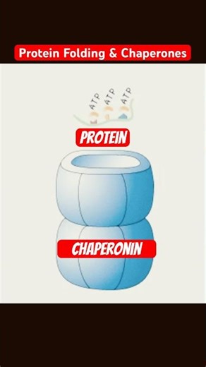 Chaperones v/s Chaperonins Difference? Protein folding - IFAS CSIR Animation