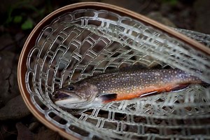Trout and water temperature: How hot is too hot?
