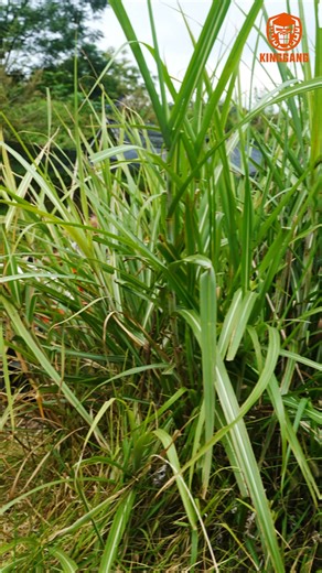 🚜 Farm life made easier 🌾 From grass fields to muddy paths, this ATV handles it all — your reliable partner on the land. 💪 For more information, please visit: https://atvutv.en.alibaba.com #ATV #Multipurpose #cargo #atvlife #factory #agriculture #B2B #ODM #OEM | KingGang ATV