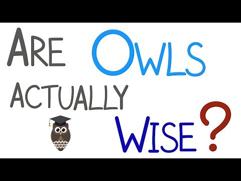 Are Owls Actually Wise?