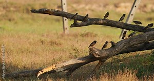 Goa, India. Many Common Myna Birds Sitting On Fallen Trees Trunk. Indian Myna Or Acridotheres Tristis In Natural Habitat