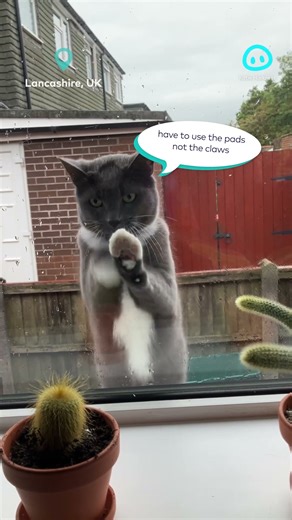 Window Washer Cat || ViralHog Shorts