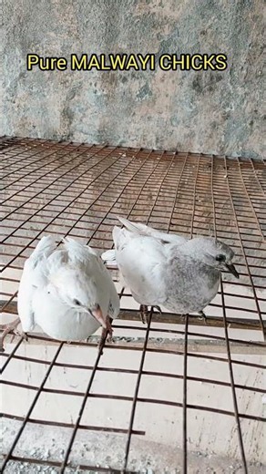 #WhiteChicks 184 #PigeonBreeding #kabutar #kabootar #shorts #viral