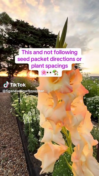 How to Grow a Beautiful Cut Flower Garden