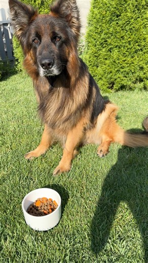 Asmr Food German Shepherd #dog #cute #lovely #germanshepherd #doglover | EVO the German Shepherd