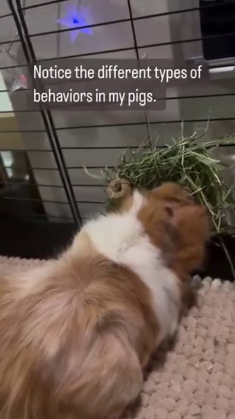 Check out this Sampler Hay & Berry Loops DIY wreath by @mypamperedherd! 🌾 Who's ready for a crafting adventure? 🐾🎁 #DIYPetTreats #CraftingFun #freshhay #holidayseason #guineapigsofinsta | Small Pet Select