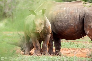 Hilltop Camp Accommodation Pricing 2025-26