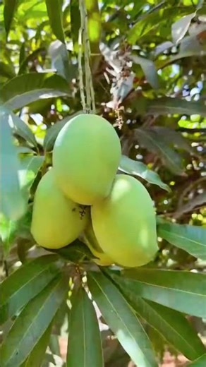 Global Shipments Successfully Dispatched, Mango Export #hiiem #horizonexim #facts